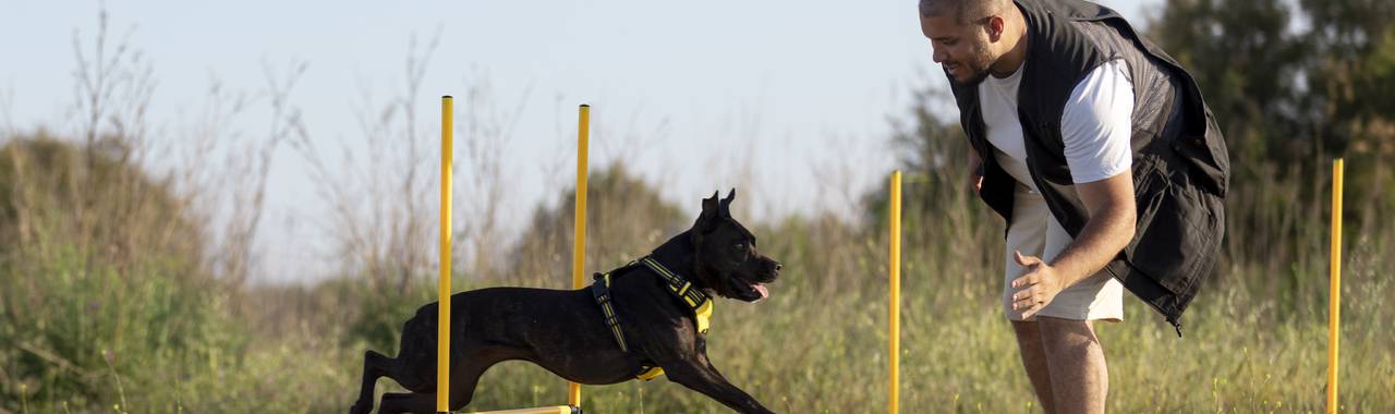 How to Become a Professional Dog Trainer?
