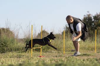 How to Become a Professional Dog Trainer?