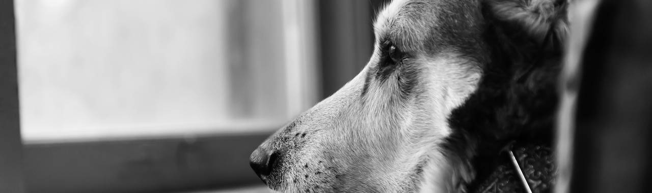 What Not to Say to Someone Who Has Lost a Pet?