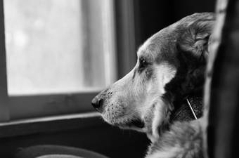 What Not to Say to Someone Who Has Lost a Pet?