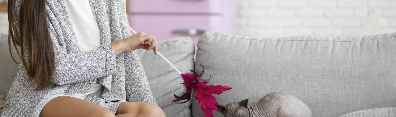 How to Tell If Your Cat Is Upset with You? Key Signs and Solutions
