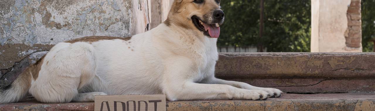 How to Adopt a Dog from a Shelter