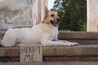 How to Adopt a Dog from a Shelter