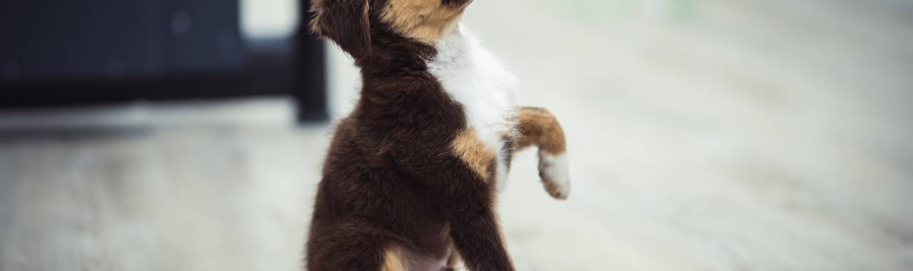 How to Potty Train a Puppy Indoors: A Step-by-Step Guide