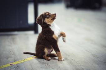 How to Potty Train a Puppy Indoors: A Step-by-Step Guide
