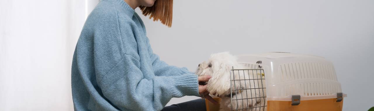 Dog Boarding: What Is It and How Much Does It Cost?