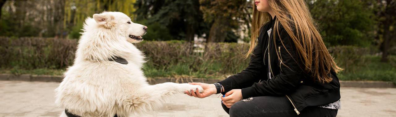 How to Get a Scared Dog to Trust You: Step-by-Step Guide