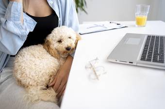Dog Sitting and Taxes: What You Need to Know