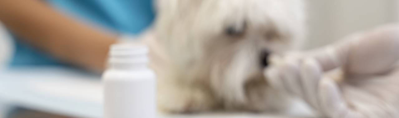 Essential First Aid Kit for Dogs and Cats: What Every Pet Owner Must Pack