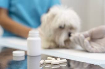 Essential First Aid Kit for Dogs and Cats: What Every Pet Owner Must Pack
