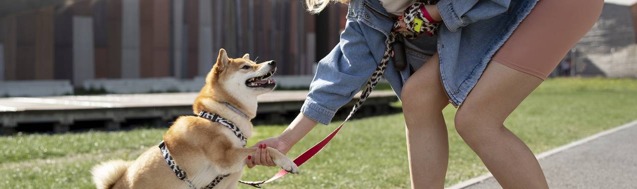 Training a Spoiled Dog: Tips and Techniques