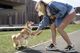 Training a Spoiled Dog: Tips and Techniques