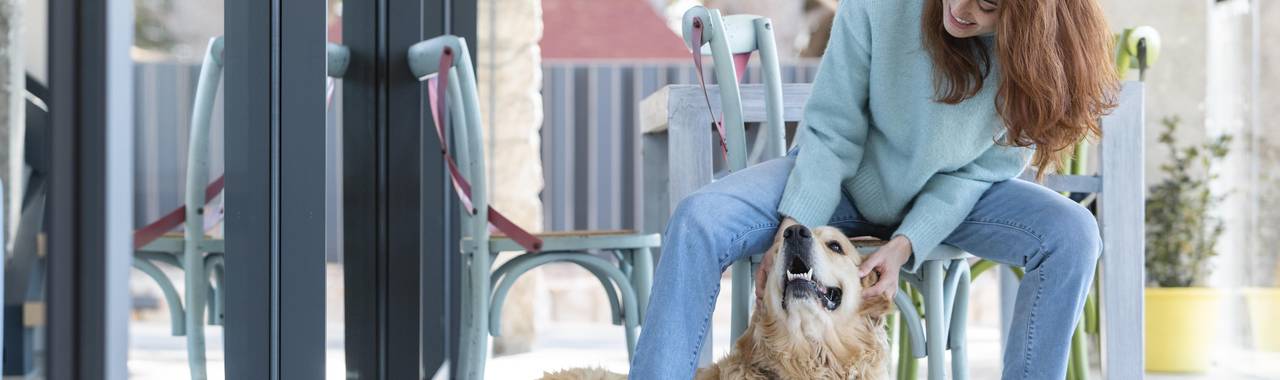 Dog Boarding VS Dog Sitting: Which to Choose?
