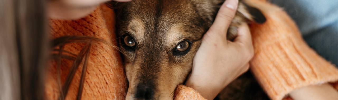 What to Do If Your Dog Is Dying? How to Make the Final Days Better