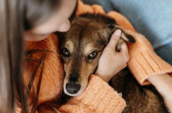 What to Do If Your Dog Is Dying? How to Make the Final Days Better