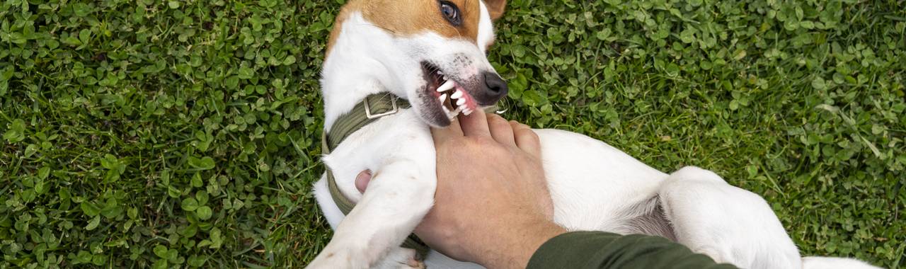 Dog Bites: When Should You See a Doctor?