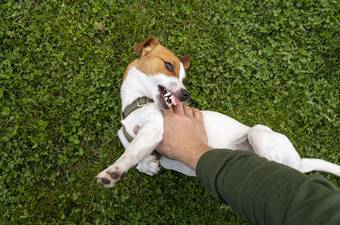 Dog Bites: When Should You See a Doctor?