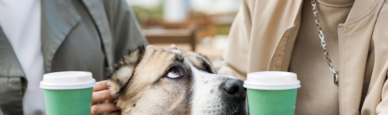 Signs of Stress in Dogs: How to Recognize and Address Them