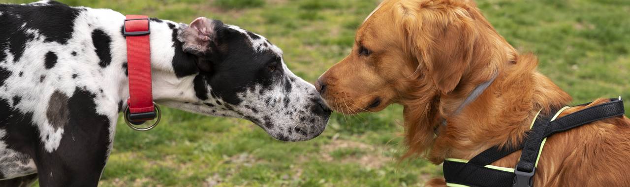 How to Introduce Dogs to Each Other: A Step-by-Step Guide
