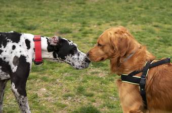 How to Introduce Dogs to Each Other: A Step-by-Step Guide