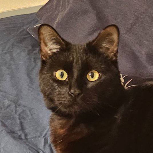 Miso