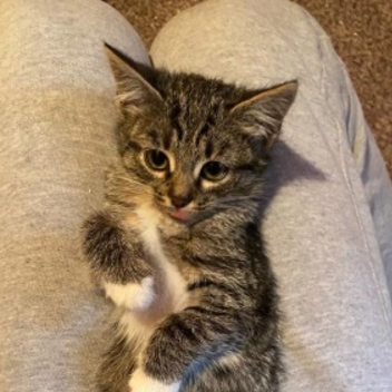 Mioo