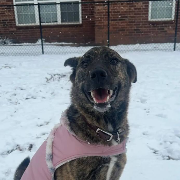 Nelli