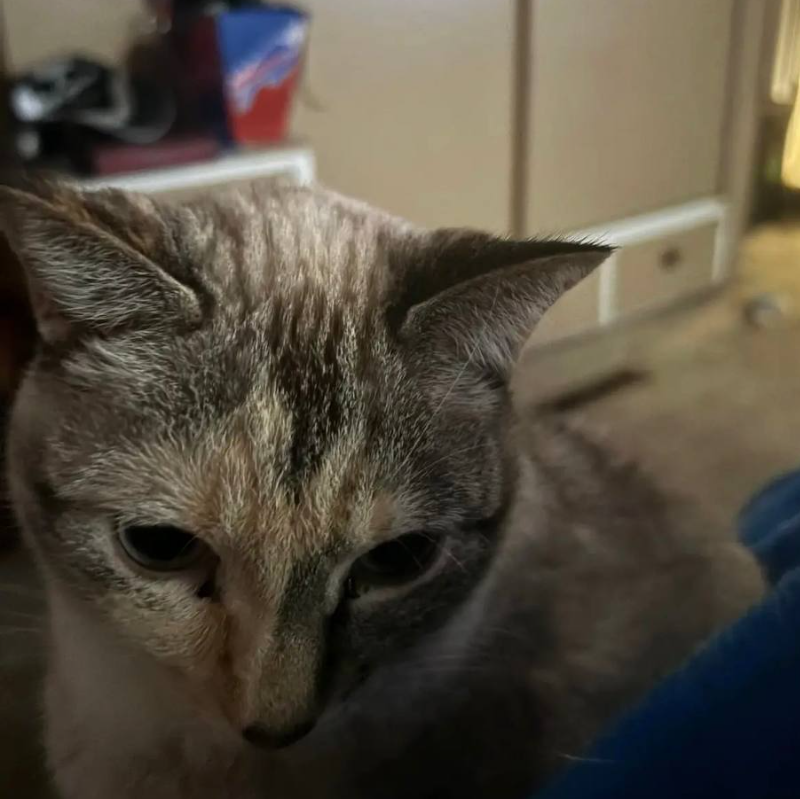 Susi
