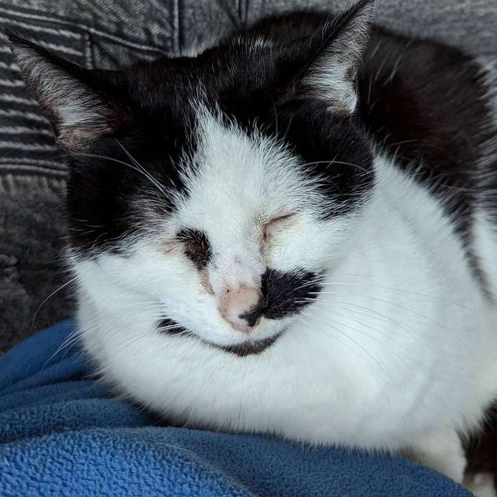 Felix