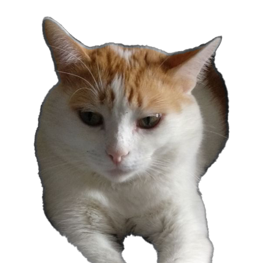 Yurii-Dev Dev